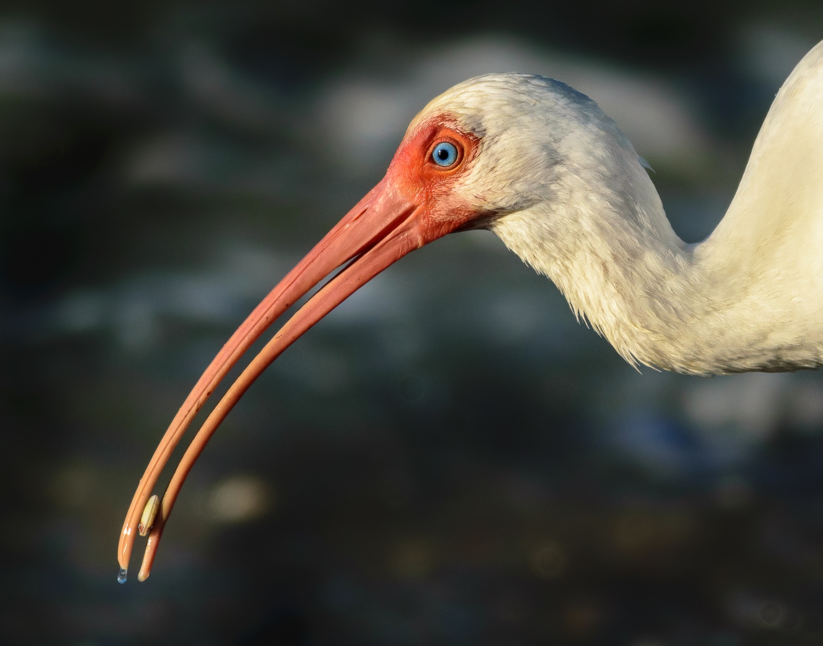 Bill Giaimo - Ibis with Clam